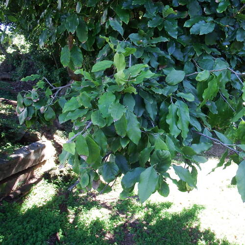 Image of Baphia racemosa by (c) Margaret Burger, some rights reserved (CC BY-SA)