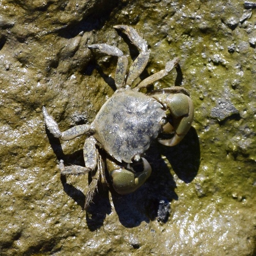 Yellow Shore Crab, photo 8 of 10