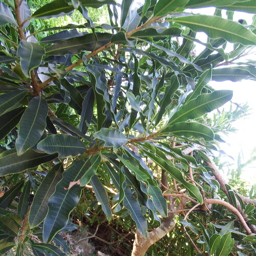 Image of Protorhus longifolia by (c) Margaret Burger, some rights reserved (CC BY-SA)