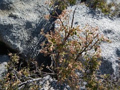 Holodiscus discolor microphyllus