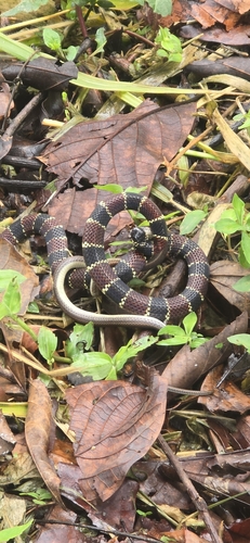 Medem's Coralsnake