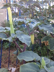 Datura innoxia