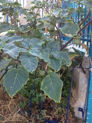 Datura innoxia