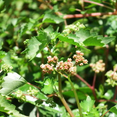 Laportea peduncularis, photograph (c) Margaret Burger, some rights reserved (CC BY-SA)