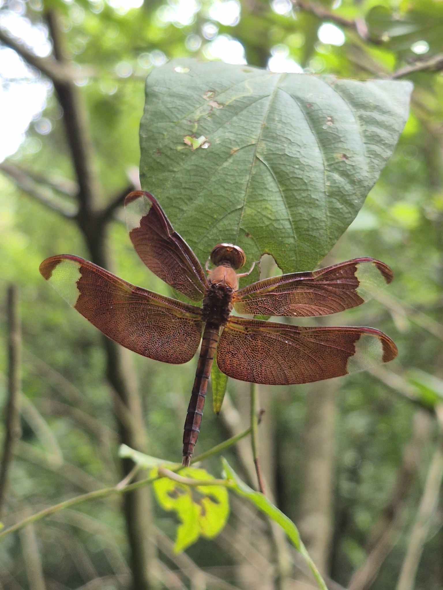 Fulvous Forest Skimmer