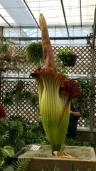 Amorphophallus titanum