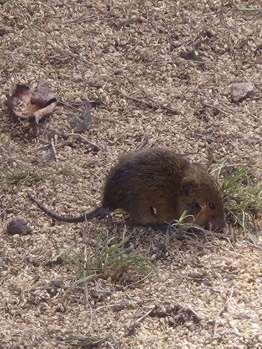 Red Hocicudo