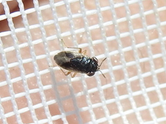 Geocoris uliginosus