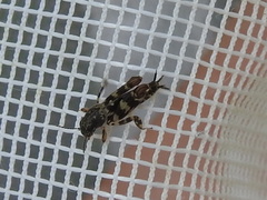 Ellipes minuta