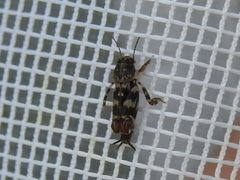 Ellipes minuta
