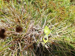 Gastrotheca pseustes
