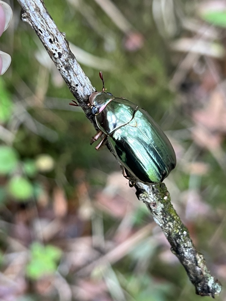 Gold Beetle