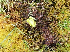 Gastrotheca pseustes