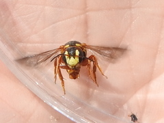 Dianthidium