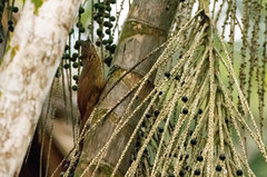 Xiphorhynchus guttatus