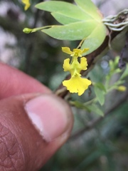 Erycina pumilio
