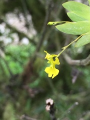 Erycina pumilio