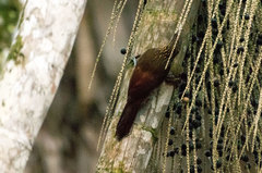 Xiphorhynchus guttatus