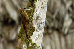 Xiphorhynchus guttatus