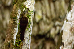 Xiphorhynchus guttatus