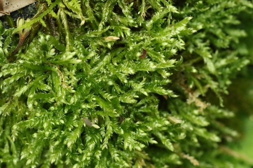 Image of Rhynchostegium confertum by no rights reserved