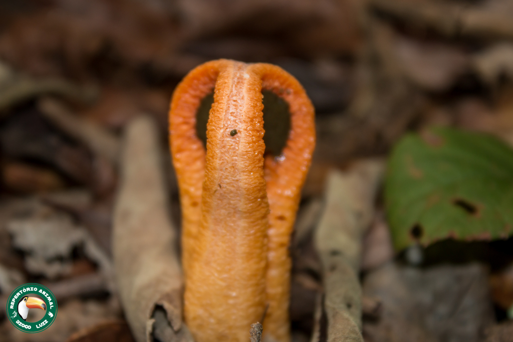 Clathrus columnatus · April 2025 · photo: © diogoluiz (iNaturalist, cc-by)