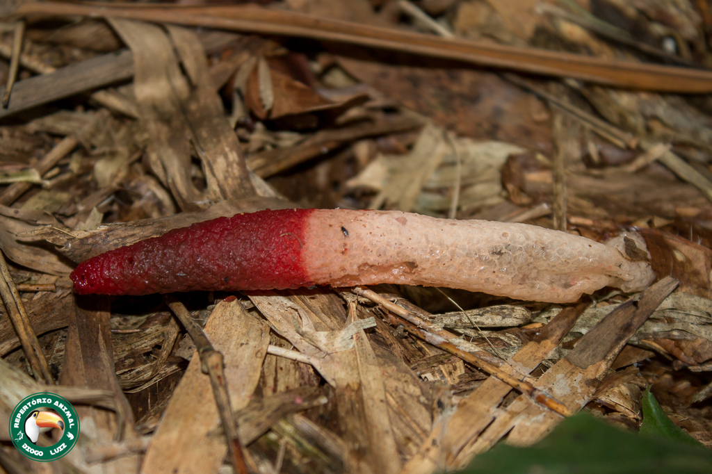 Mutinus argentinus · April 2025 · photo: © diogoluiz (iNaturalist, cc-by)