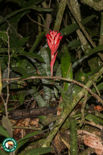 Billbergia pyramidalis