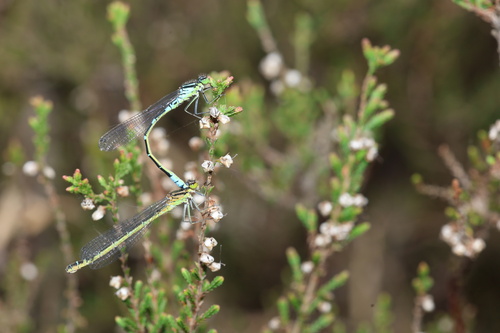 Irish Damselfly, Overijssel, NL, photo 5 of 10
