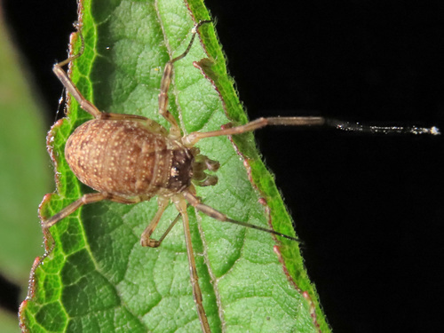 Oligolophus hansenii