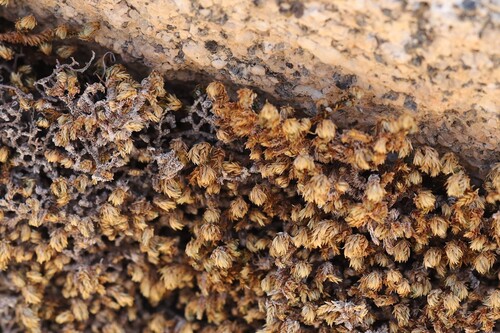 Image of Selaginella eremophila by (c) nmoorhatch, some rights reserved (CC BY)
