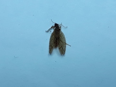 Micromus angulatus