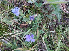 Gentiana septemfida grossheimii
