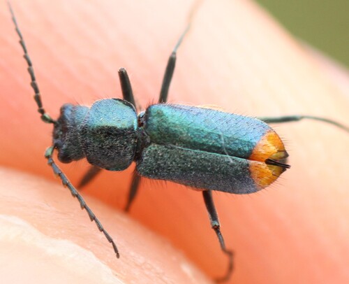 Clanoptilus arnaizi