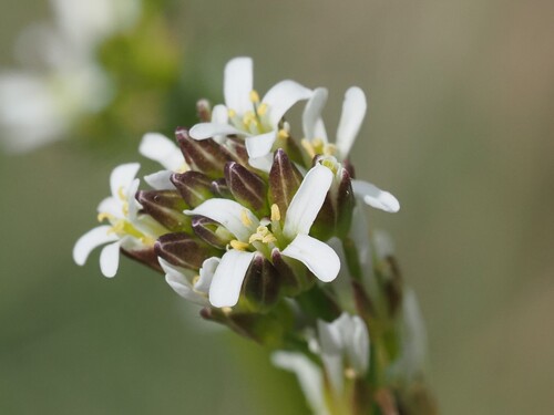 Image of Arabis hirsuta by (c) Louis Aureglia, some rights reserved (CC BY)