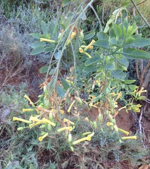 Nicotiana glauca