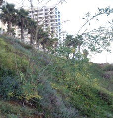 Nicotiana glauca