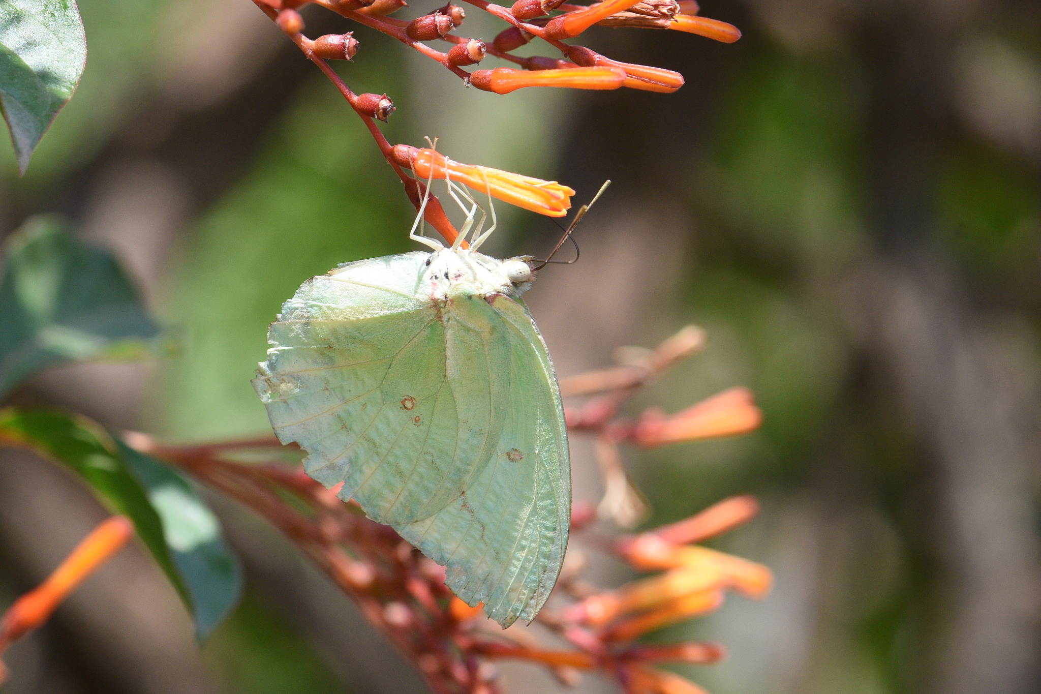 Lemon Emigrant
