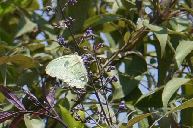 Lemon Emigrant