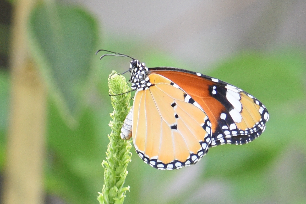 Plain Tiger