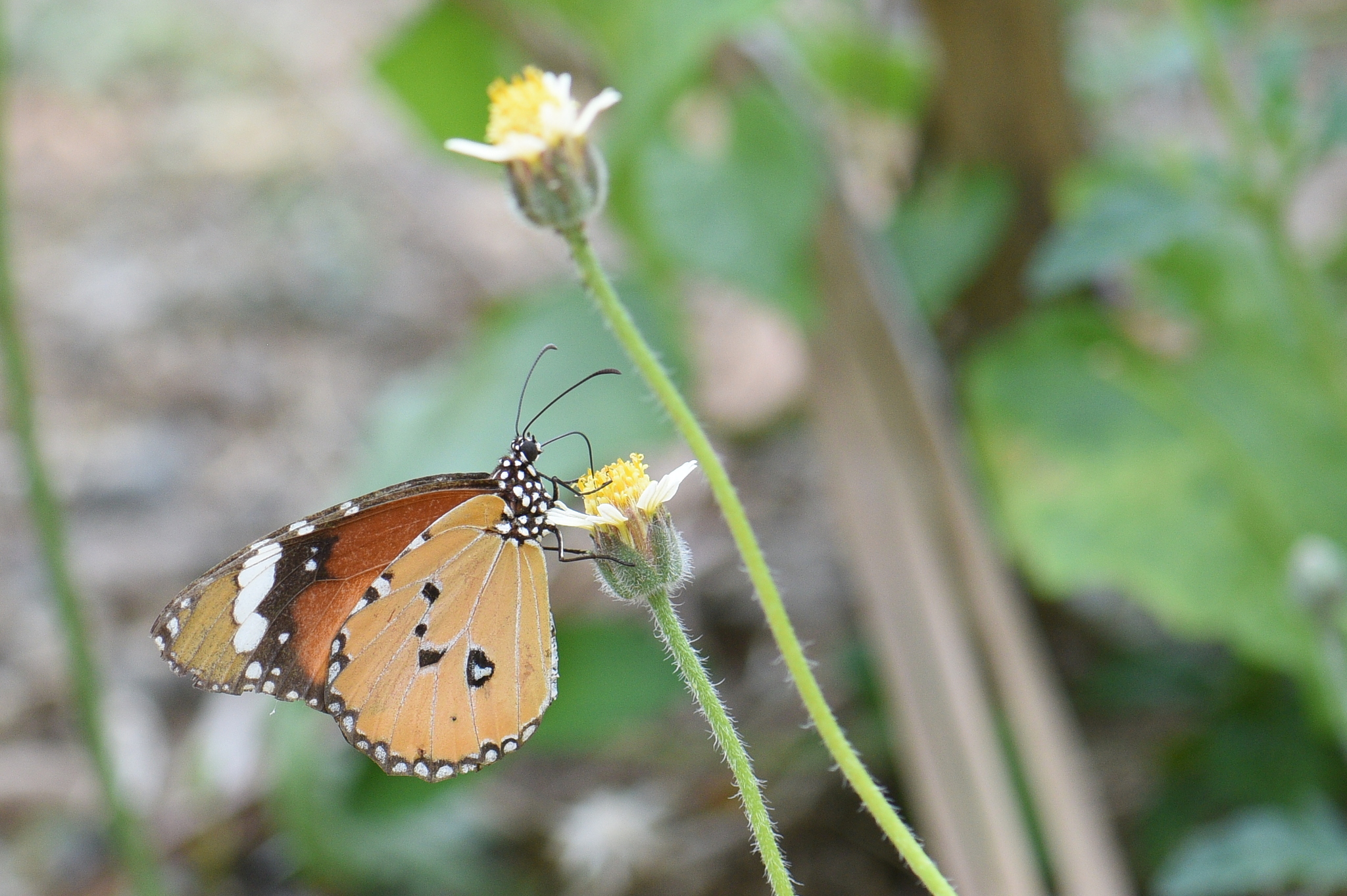 Plain Tiger