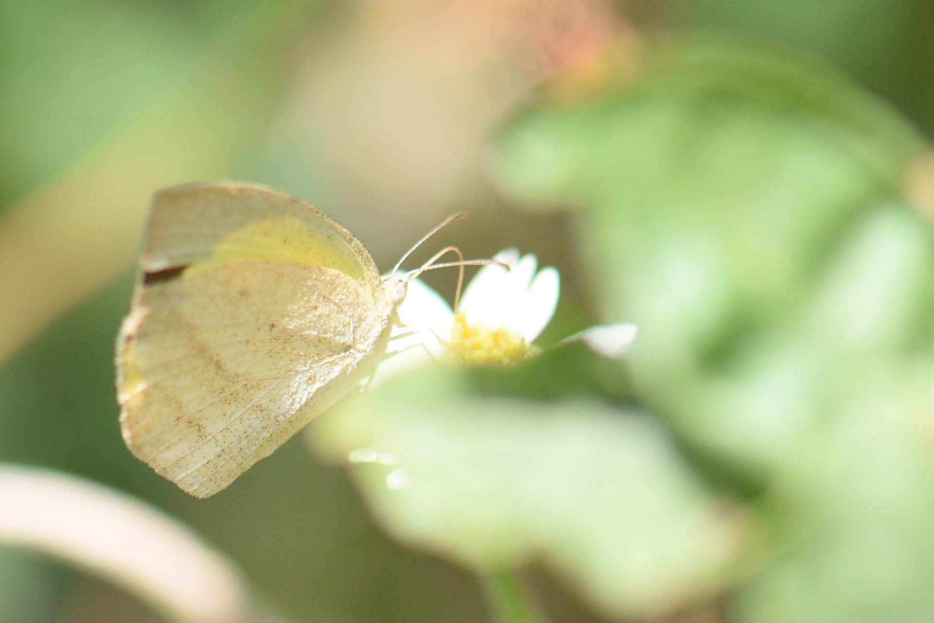 Spotless Grass Yellow