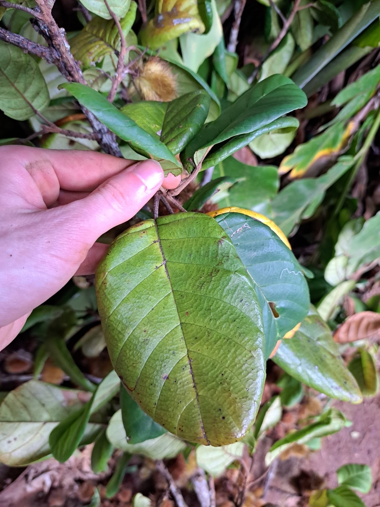 Sloanea truncata