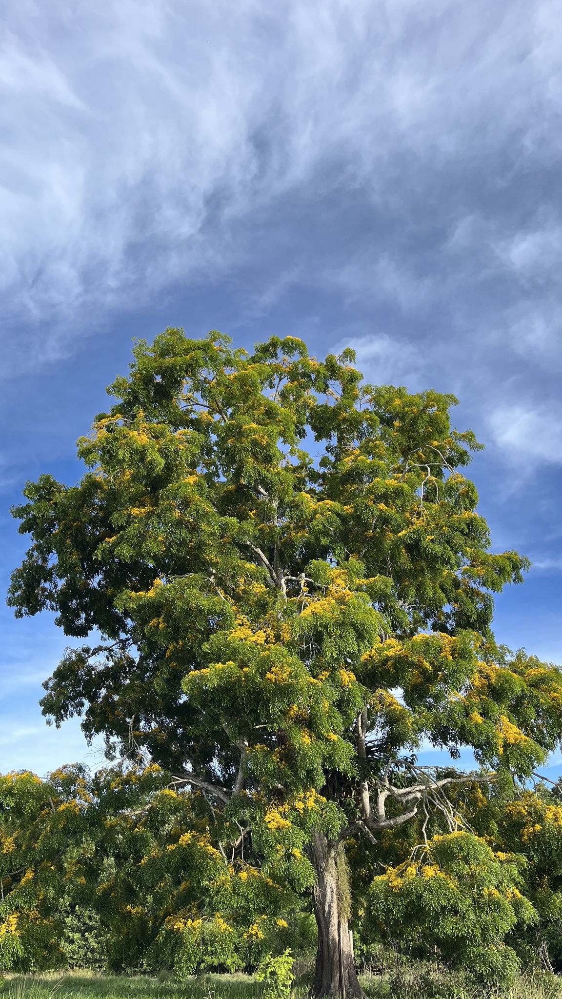 Chamaecrista ensiformis