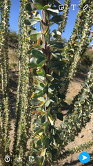 Fouquieriaceae