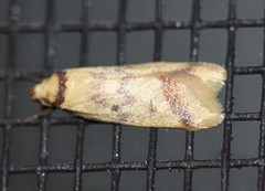 Heteroteucha anthodora