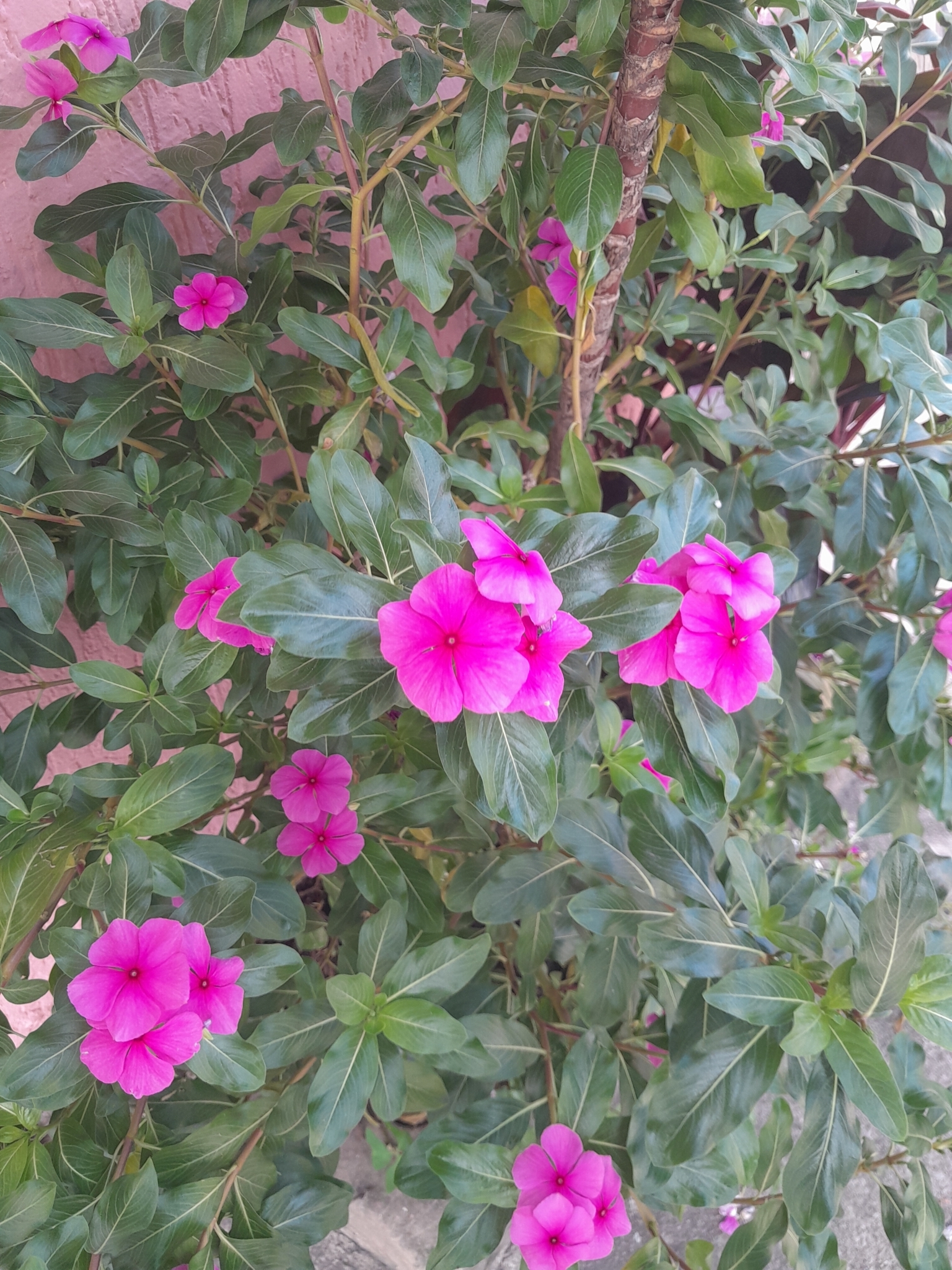 Catharanthus roseus