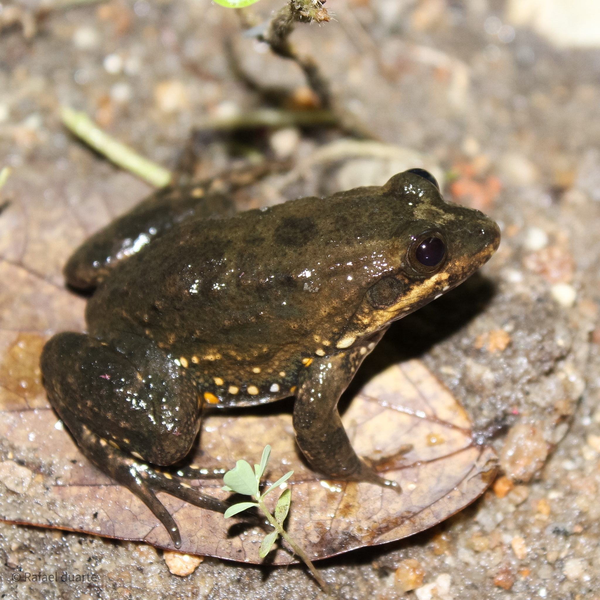 Ceara White-Lipped Frog photo 6
