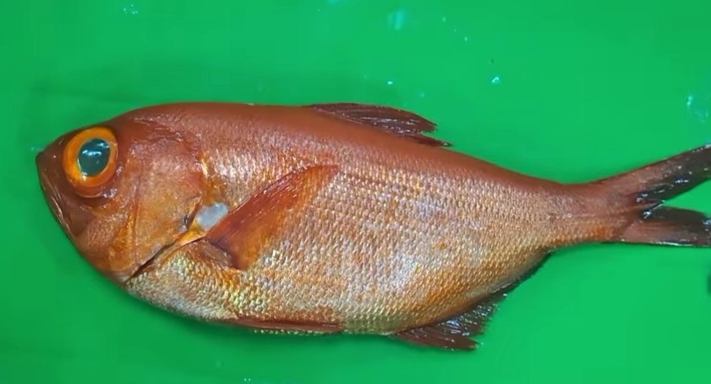 Splendid alfonsino (Beryx splendens) — Berycidae