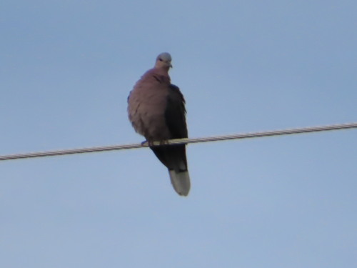 Red-eyed Dove